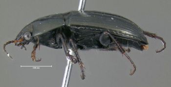 Media type: image;   Entomology 614415 Aspect: habitus lateral view
